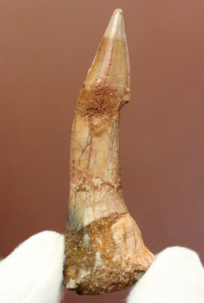 その外見はあまりにも個性的、チェーンソーのような吻部を持っていたノコギリエイ、オンコプリスティス（Onchopristis）の歯化石（その1）