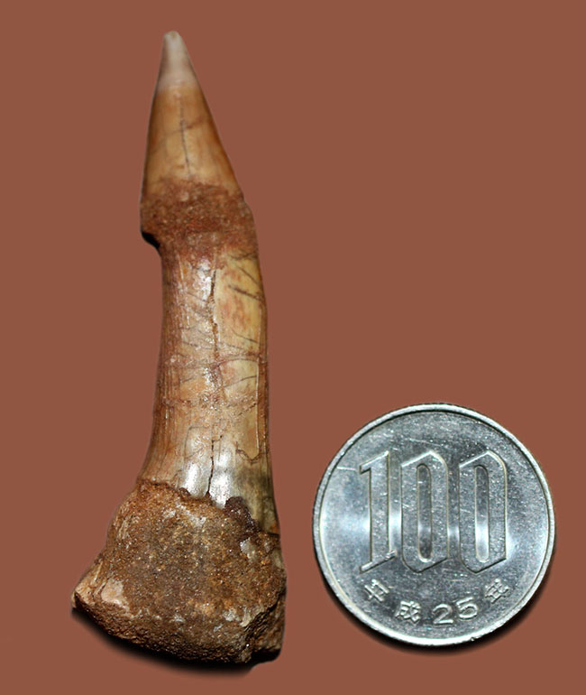その外見はあまりにも個性的、チェーンソーのような吻部を持っていたノコギリエイ、オンコプリスティス（Onchopristis）の歯化石（その10）