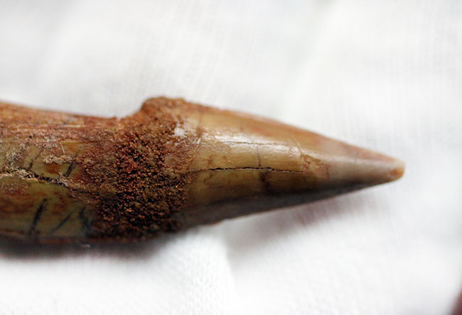 その外見はあまりにも個性的、チェーンソーのような吻部を持っていたノコギリエイ、オンコプリスティス（Onchopristis）の歯化石（その3）