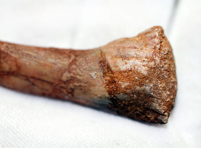その外見はあまりにも個性的、チェーンソーのような吻部を持っていたノコギリエイ、オンコプリスティス（Onchopristis）の歯化石（その8）