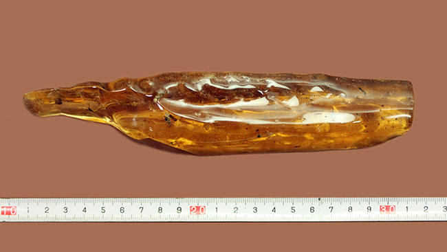 ベスト標本の一つ。最大級、オーバー20cm！足の長～い、グロテスクなクモが内包されたコーパル化石（Copal）。（その10）