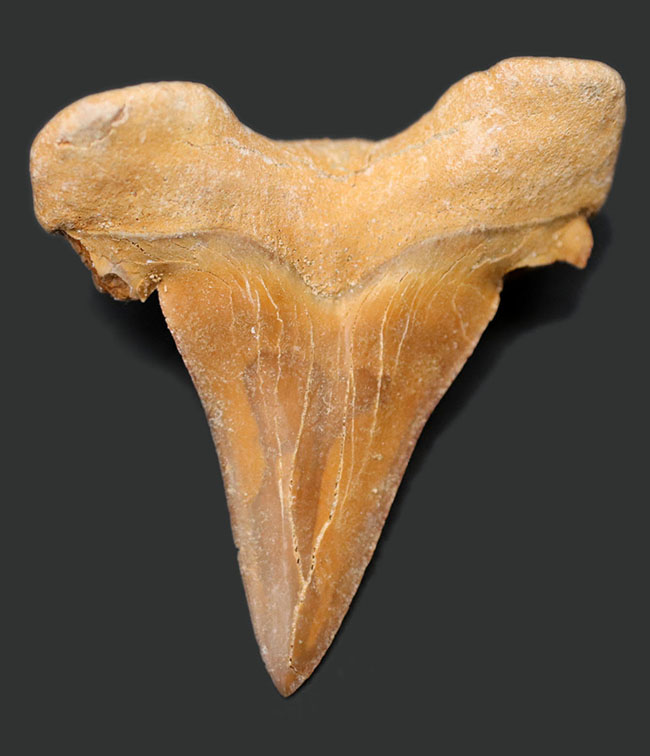 プレゼントにおすすめ！新生代始新世の絶滅古代鮫、オトドゥス・オブリークスの歯化石（その1）