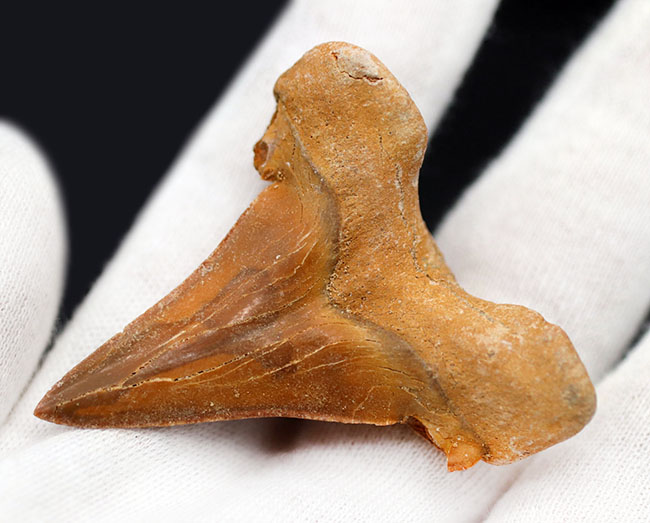 プレゼントにおすすめ！新生代始新世の絶滅古代鮫、オトドゥス・オブリークスの歯化石（その5）