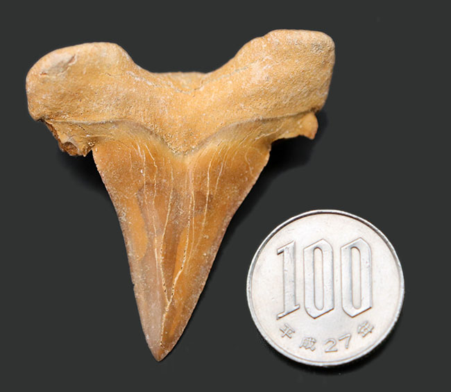 プレゼントにおすすめ！新生代始新世の絶滅古代鮫、オトドゥス・オブリークスの歯化石（その7）