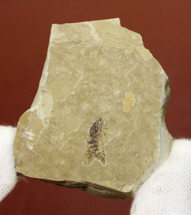 中国遼寧省産の昆虫化石。脚まで保存！（その2）