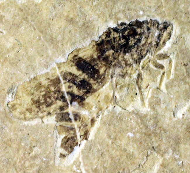 中国遼寧省産の昆虫化石。脚まで保存！ 化石 販売