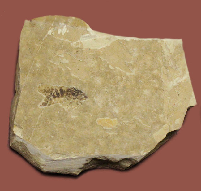 中国遼寧省産の昆虫化石。脚まで保存！（その4）