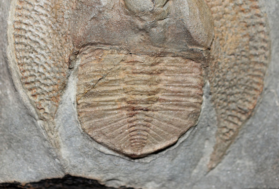 大きい！本体４．５ｃｍ。ハット状の構造が特徴的。三葉虫ナンキノリトゥス（Nankinolithus sp.）の上質標本。（その8）