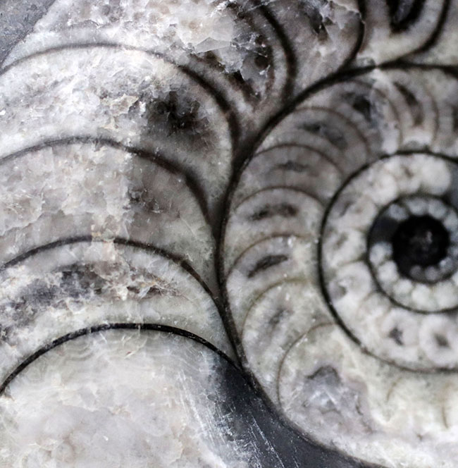 ゴニアタイトと思いきや、よく見るとオウムガイ類の化石。白黒のツートン（その2）