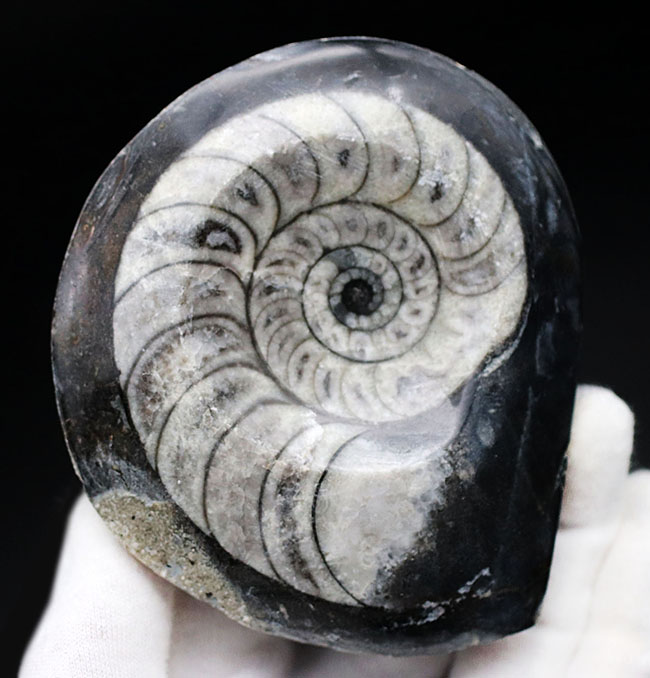 【こし】【超希少/近々値上げします】ゴアニアタイト化石　インテリア 約4億年以上前‼️超希少✡️ゴニアタイト 厚み、形、サイズ