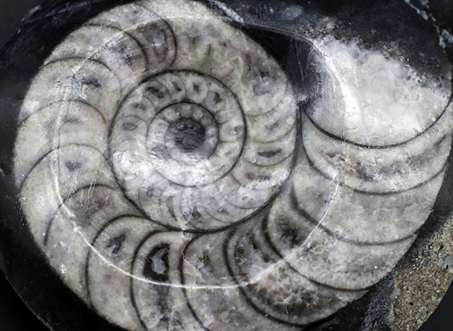 ゴニアタイトと思いきや、よく見るとオウムガイ類の化石。白黒のツートン（その4）