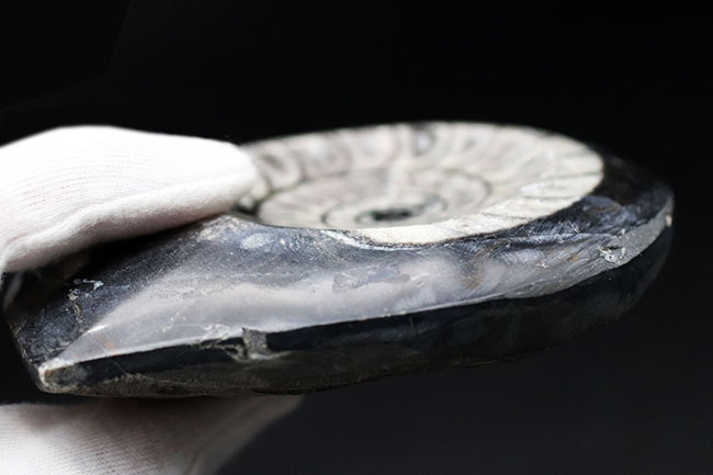 ゴニアタイトと思いきや、よく見るとオウムガイ類の化石。白黒のツートン（その6）