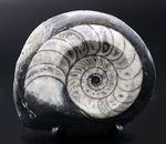 ゴニアタイトと思いきや、よく見るとオウムガイ類の化石。白黒のツートン