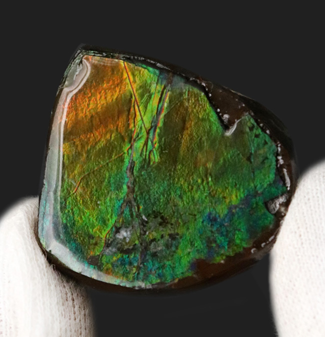 鮮やか！新緑の葉のようなグリーンを呈する、宝石、アンモライト（Ammolite）のミニピース（その1）