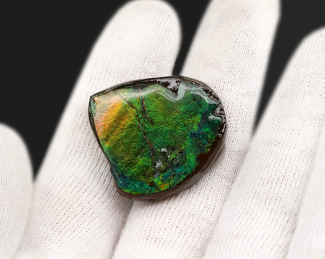 鮮やか！新緑の葉のようなグリーンを呈する、宝石、アンモライト（Ammolite）のミニピース（その2）