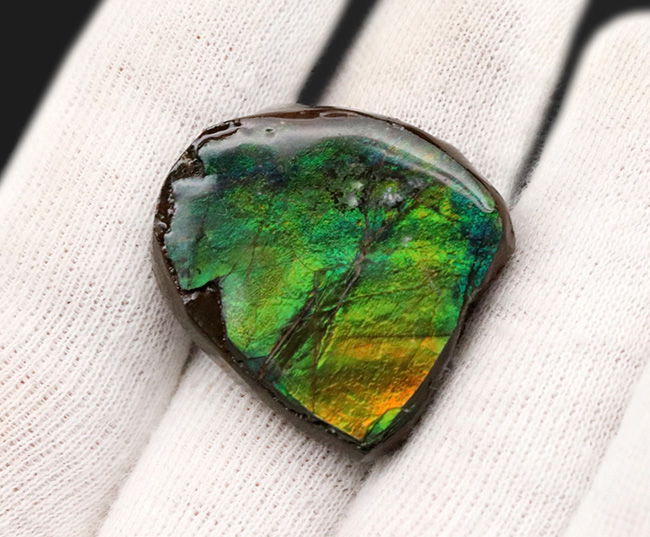 鮮やか！新緑の葉のようなグリーンを呈する、宝石、アンモライト（Ammolite）のミニピース（その4）