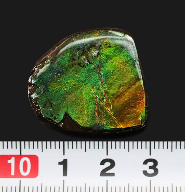 鮮やか！新緑の葉のようなグリーンを呈する、宝石、アンモライト（Ammolite）のミニピース（その6）