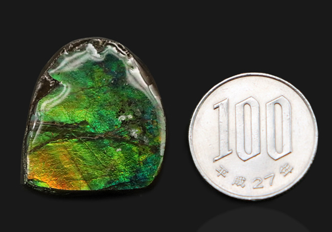 鮮やか！新緑の葉のようなグリーンを呈する、宝石、アンモライト（Ammolite）のミニピース（その7）