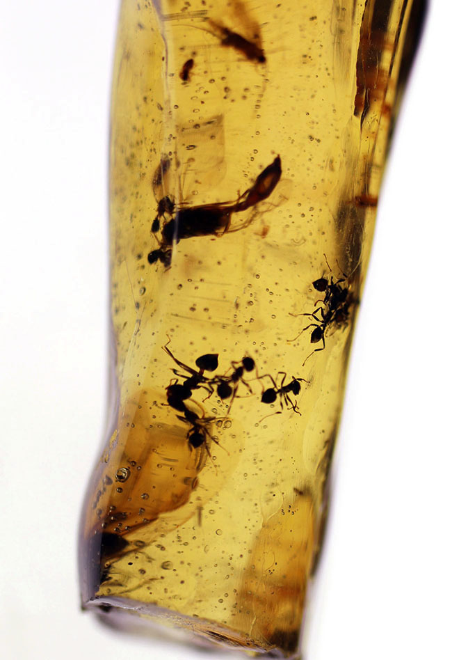 当時の環境がそのまま保存されたようなジオラマ標本。ラージサイズ！蟻や羽虫をはじめ、多数の昆虫内包。９センチに迫る長さに迫るマダガスカル産のコーパル（Copal）。樹液の化石（その1）