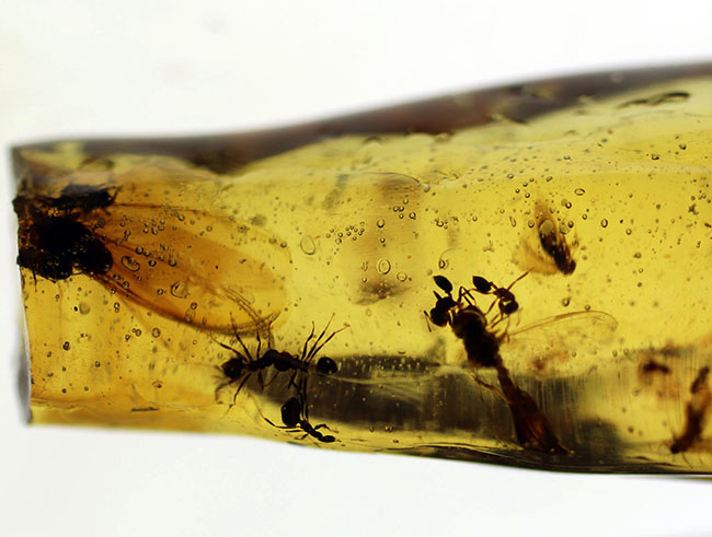 当時の環境がそのまま保存されたようなジオラマ標本。ラージサイズ！蟻や羽虫をはじめ、多数の昆虫内包。９センチに迫る長さに迫るマダガスカル産のコーパル（Copal）。樹液の化石（その10）