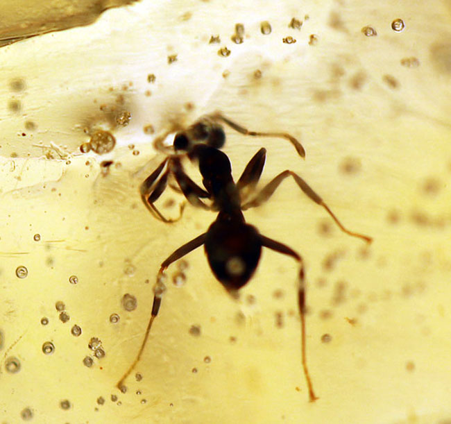当時の環境がそのまま保存されたようなジオラマ標本。ラージサイズ！蟻や羽虫をはじめ、多数の昆虫内包。９センチに迫る長さに迫るマダガスカル産のコーパル（Copal）。樹液の化石（その4）