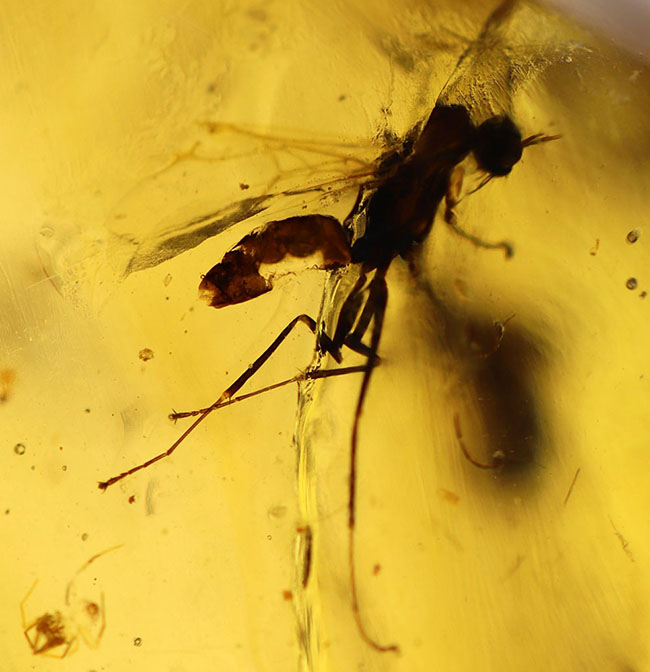 当時の環境がそのまま保存されたようなジオラマ標本。ラージサイズ！蟻や羽虫をはじめ、多数の昆虫内包。９センチに迫る長さに迫るマダガスカル産のコーパル（Copal）。樹液の化石（その5）