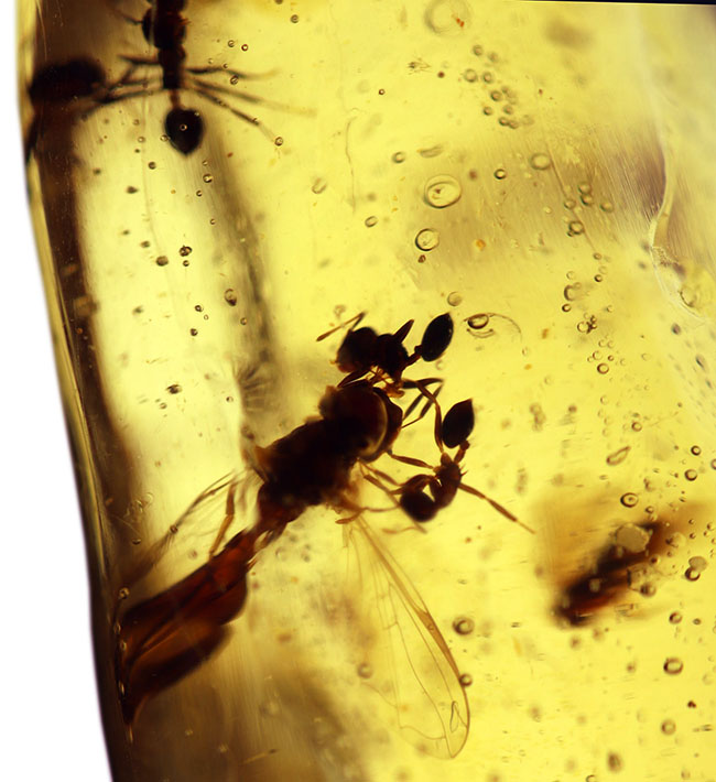 当時の環境がそのまま保存されたようなジオラマ標本。ラージサイズ！蟻や羽虫をはじめ、多数の昆虫内包。９センチに迫る長さに迫るマダガスカル産のコーパル（Copal）。樹液の化石（その6）