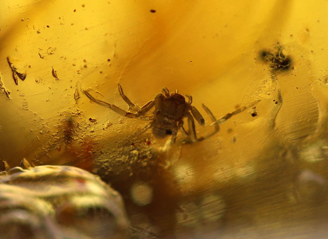 当時の環境がそのまま保存されたようなジオラマ標本。ラージサイズ!蟻や羽虫をはじめ、多数の昆虫内包。9センチに迫る長さに迫るマダガスカル産のコーパル(Copal)。樹液の化石(その8)