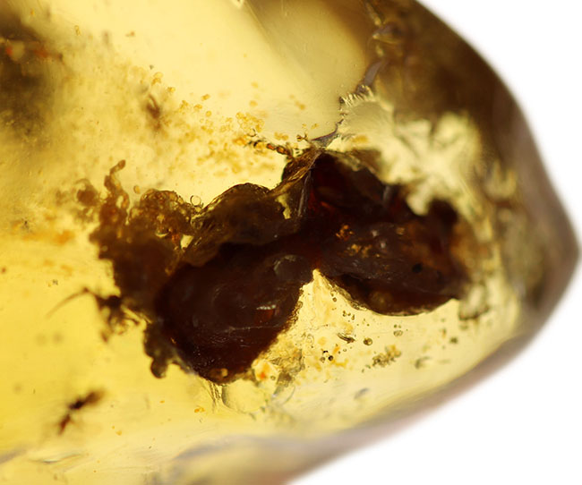 当時の環境がそのまま保存されたようなジオラマ標本。ラージサイズ！蟻や羽虫をはじめ、多数の昆虫内包。９センチに迫る長さに迫るマダガスカル産のコーパル（Copal）。樹液の化石（その9）