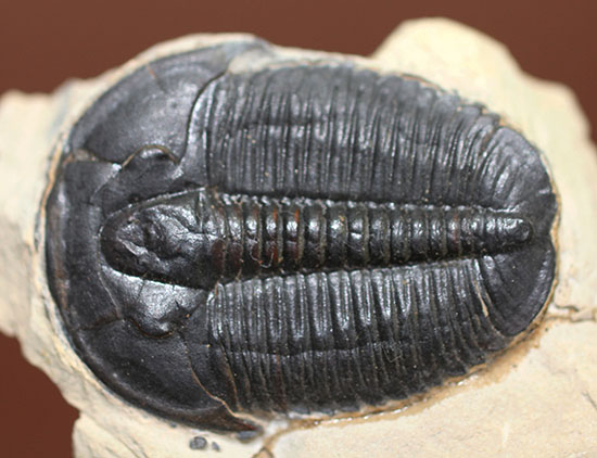 三葉虫　エルラシア　レッド　希少　極美麗 3センチ超えの大型個体！自由頬が保存！最も有名な三葉虫の一つ