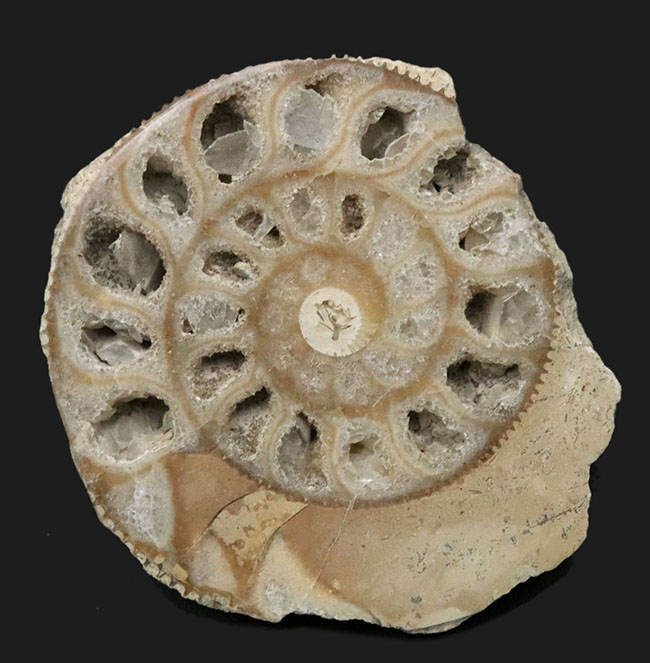 独特のクリーム色が美しい、イングランド・ヨークシャー産の（Ammonite）のカットアンモナイト標本（その1）