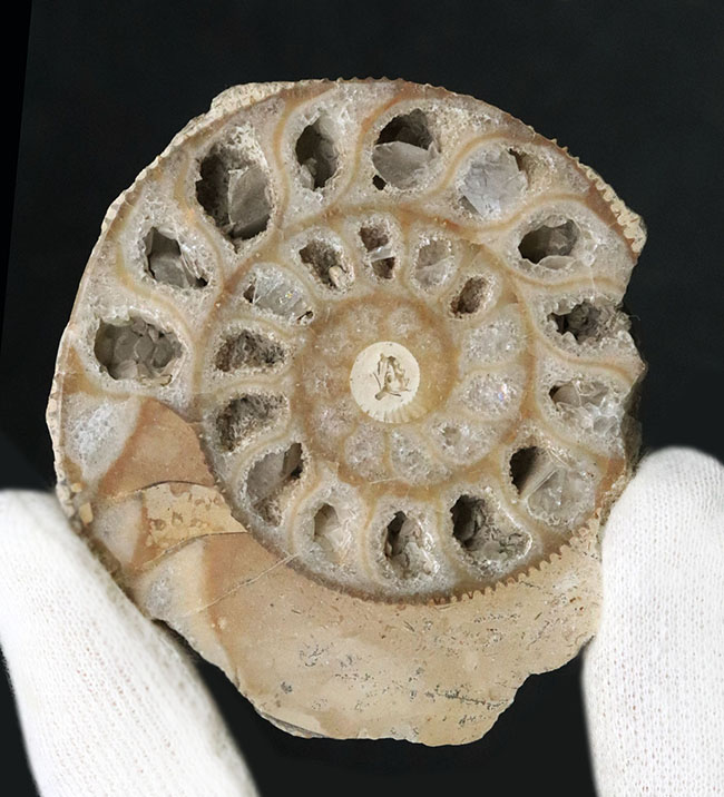 独特のクリーム色が美しい、イングランド・ヨークシャー産の（Ammonite）のカットアンモナイト標本（その2）