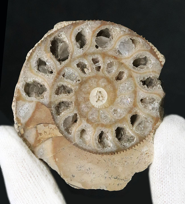 独特のクリーム色が美しい、イングランド・ヨークシャー産の(Ammonite)のカットアンモナイト標本(その2)