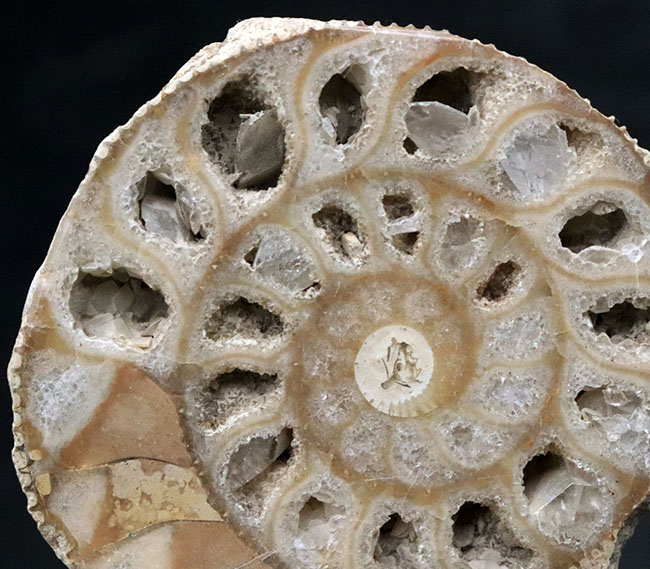 独特のクリーム色が美しい、イングランド・ヨークシャー産の（Ammonite）のカットアンモナイト標本（その3）