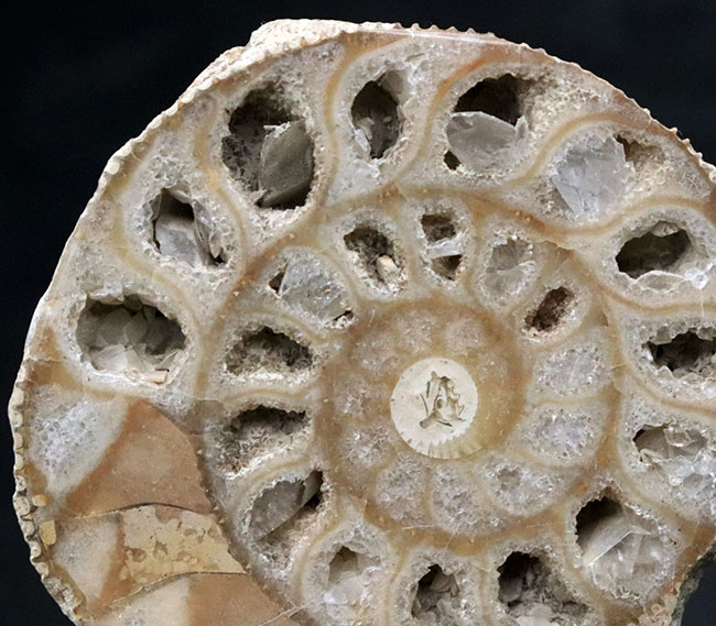 独特のクリーム色が美しい、イングランド・ヨークシャー産の(Ammonite)のカットアンモナイト標本(その3)