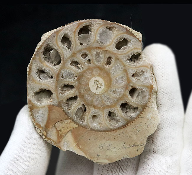 独特のクリーム色が美しい、イングランド・ヨークシャー産の（Ammonite）のカットアンモナイト標本（その4）