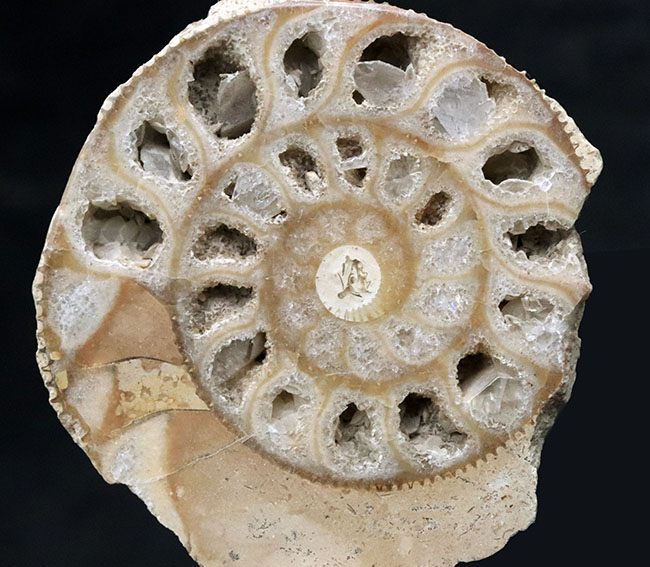 独特のクリーム色が美しい、イングランド・ヨークシャー産の(Ammonite)のカットアンモナイト標本(その5)