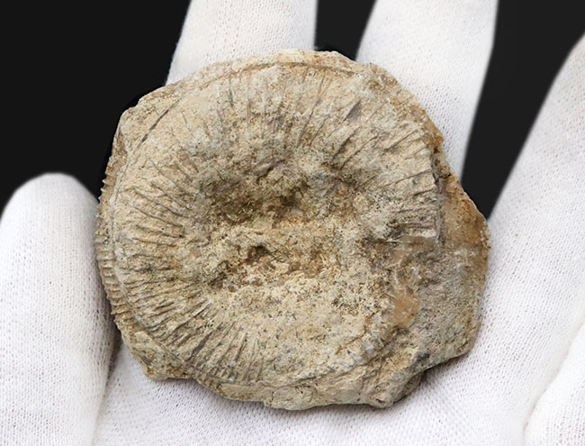 独特のクリーム色が美しい、イングランド・ヨークシャー産の(Ammonite)のカットアンモナイト標本(その6)