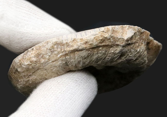 独特のクリーム色が美しい、イングランド・ヨークシャー産の（Ammonite）のカットアンモナイト標本（その7）