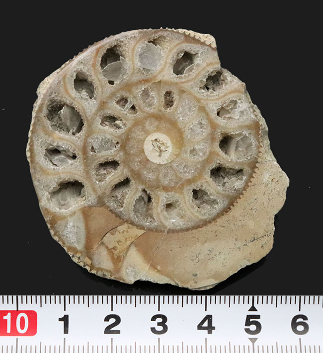 独特のクリーム色が美しい、イングランド・ヨークシャー産の（Ammonite）のカットアンモナイト標本（その8）
