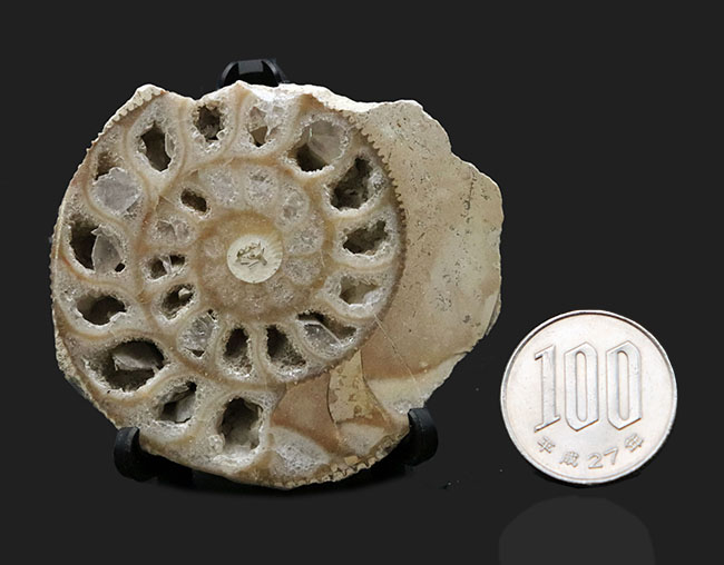 独特のクリーム色が美しい、イングランド・ヨークシャー産の(Ammonite)のカットアンモナイト標本(その9)