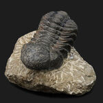 ダイナミックな体節にご注目！古生代デボン紀を代表する三葉虫、ファコプス（Phacops）の化石