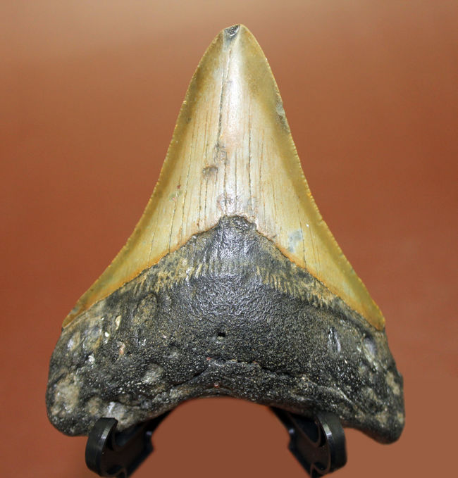 抜群のシンメトリーにご注目ください。メガロドン(Carcharodon megalodon)の歯化石(その1)