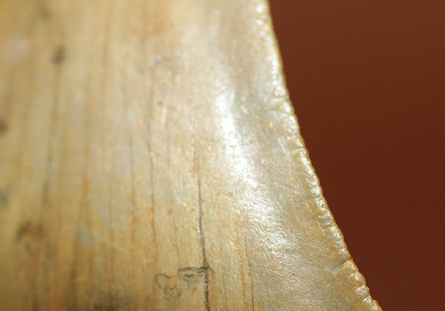 抜群のシンメトリーにご注目ください。メガロドン(Carcharodon megalodon)の歯化石(その10)