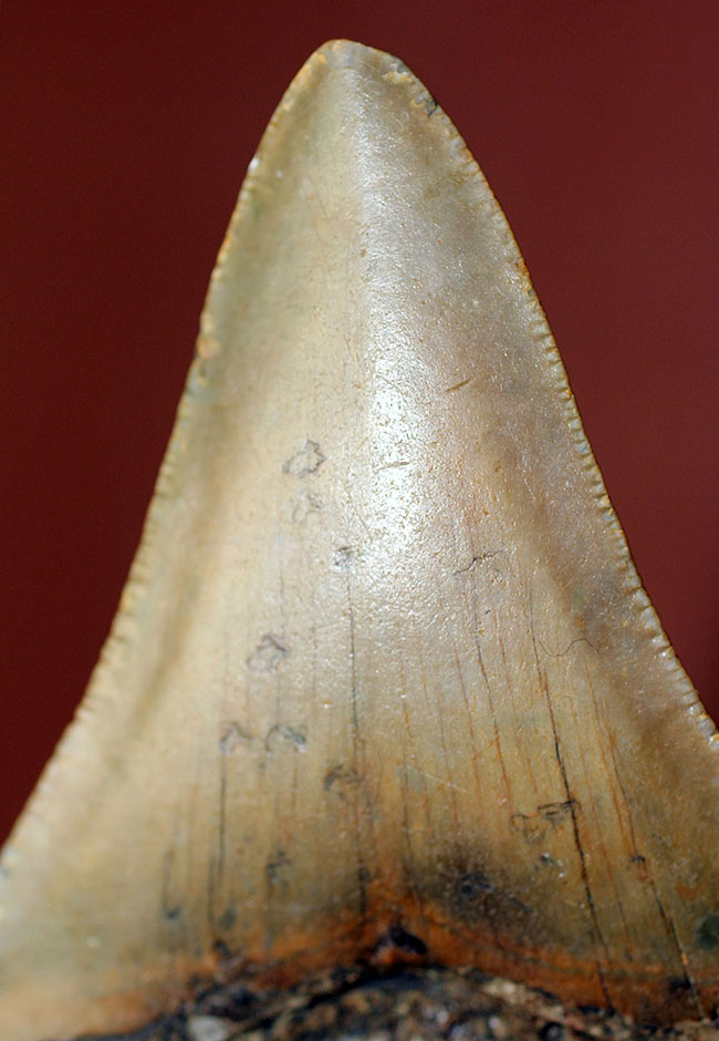 抜群のシンメトリーにご注目ください。メガロドン(Carcharodon megalodon)の歯化石(その11)