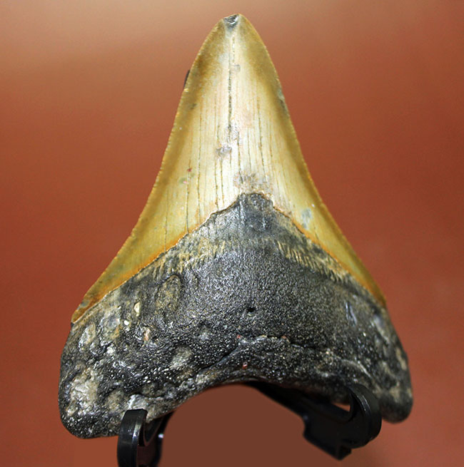 抜群のシンメトリーにご注目ください。メガロドン（Carcharodon megalodon）の歯化石（その12）