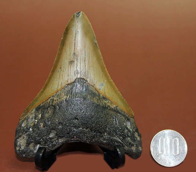抜群のシンメトリーにご注目ください。メガロドン（Carcharodon megalodon）の歯化石（その13）