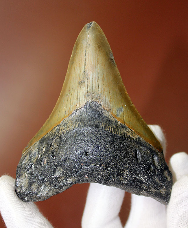 抜群のシンメトリーにご注目ください。メガロドン（Carcharodon megalodon）の歯化石（その2）