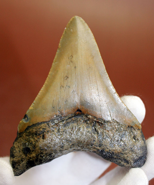 抜群のシンメトリーにご注目ください。メガロドン（Carcharodon megalodon）の歯化石（その3）