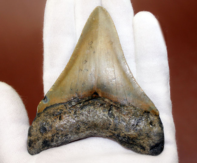 抜群のシンメトリーにご注目ください。メガロドン（Carcharodon megalodon）の歯化石（その5）